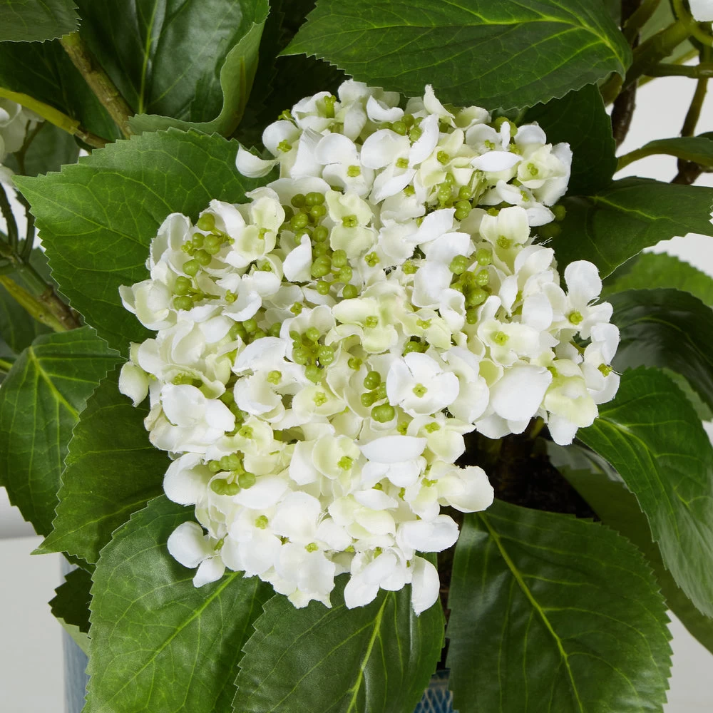 Hydrangea In Pot White 2 Hydrangea In Pot White - Image 2