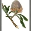 Custom Antique Protea On White I Framed Print