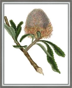 Custom Antique Protea On White I Framed Print