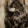Bison Victor Limited Edition Framed Print By Alissa Wright