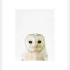 Owl Framed Print