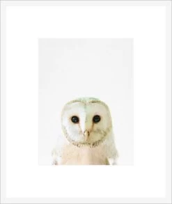Owl Framed Print