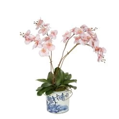Lan Orchid In Pot Pink