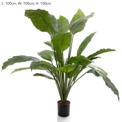 Spathiphyllum Potted 100cm