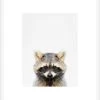 Raccoon Framed Print