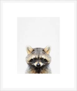 Raccoon Framed Print