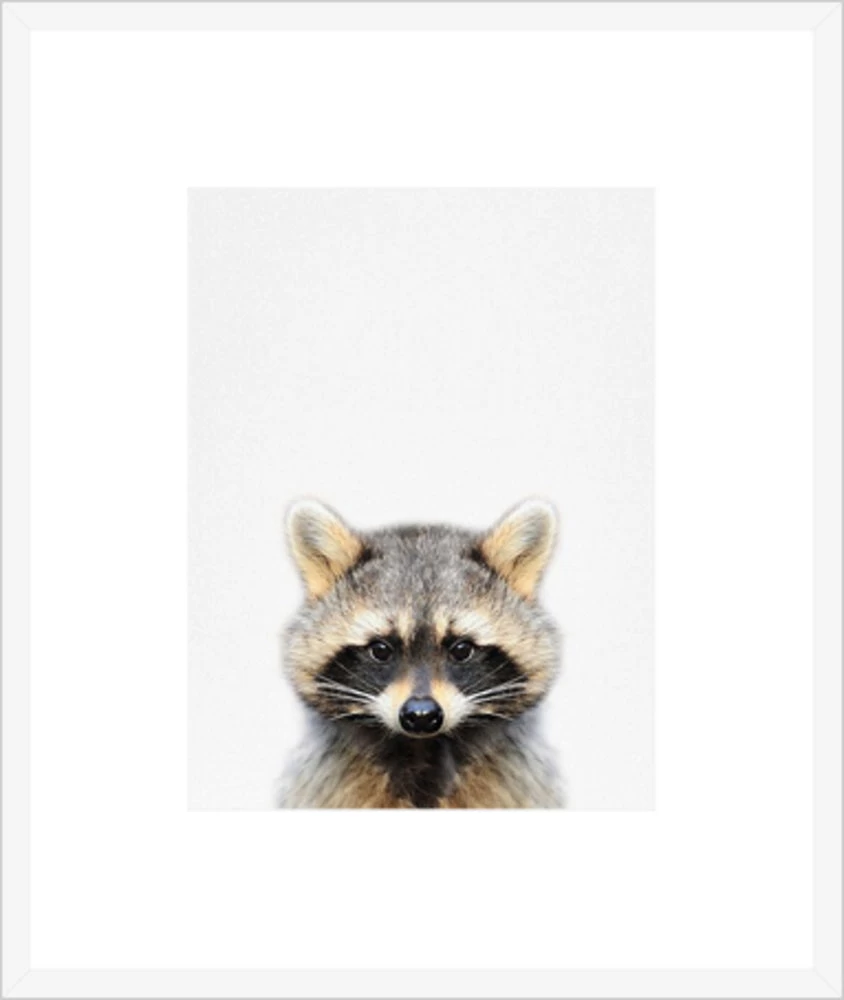 Raccoon Framed Print 1 Raccoon Framed Print