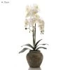 Orchid In Ceramic Pot White