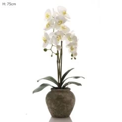 Orchid In Ceramic Pot White
