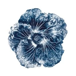 Blue Hibiscus I Limited Edition Framed Print By Alissa Wright