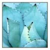 Agave Canvas Print With Floating Frame