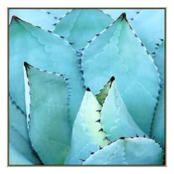 Agave Canvas Print With Floating Frame