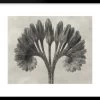 Blossfeldt Botanical VII Framed Print