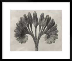 Blossfeldt Botanical VII Framed Print