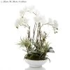 Orchid And Fern In Pot