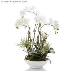 Orchid And Fern In Pot