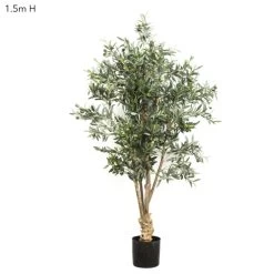 Rethimno Olive Tree 1.5m