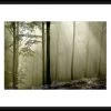 Green Woods II Framed Photographic Print