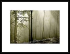 Green Woods II Framed Photographic Print
