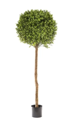 Boxwood Ball Tree 1.5m