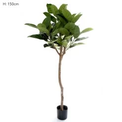 Rubber Tree 120cm