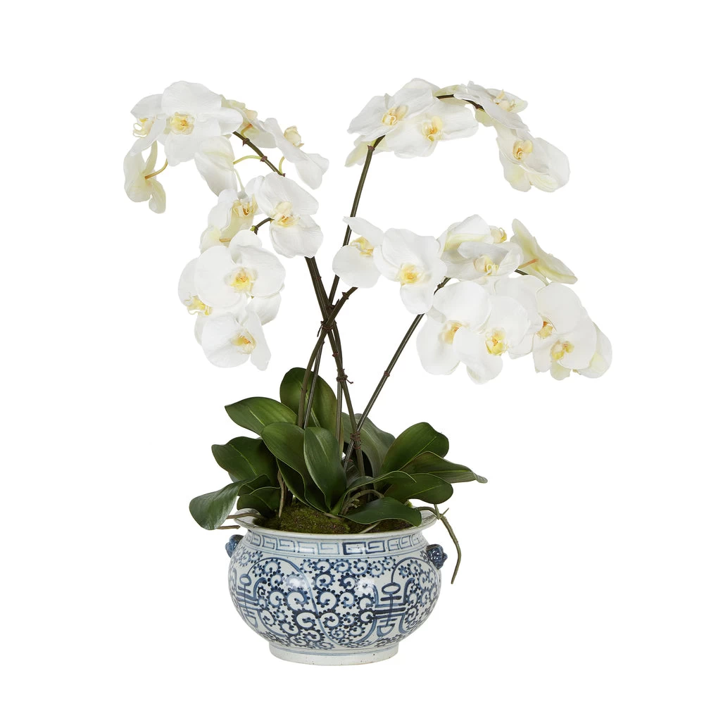Nani Orchid In Pot White 1 Nani Orchid In Pot White