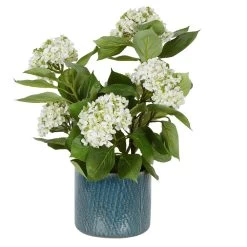 Hydrangea In Pot White